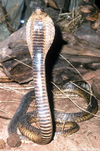 Serpent cobra Naja
