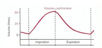 Cycle respiratoire