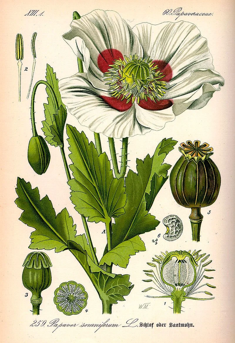Opium plante, effet thérapeutiques et toxiques