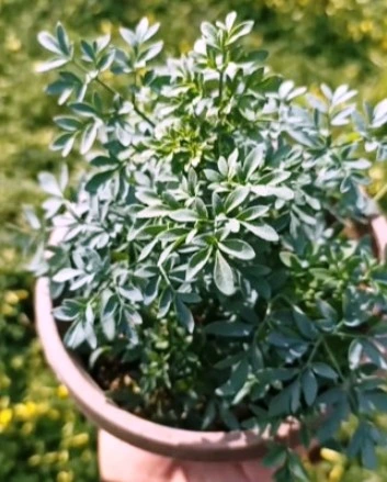 Plante Ruta Graveolens toxicologie