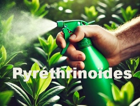 Intoxications aux Pyréthrinoïdes