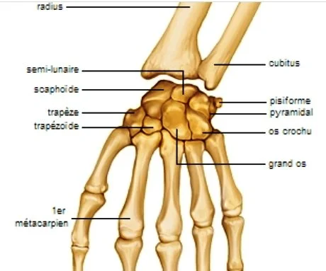 Fractures du poignet