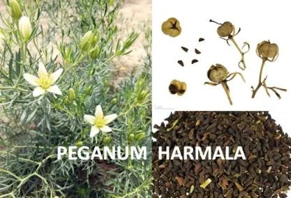 intoxication par plante harmal ou PEGANUM HARMALA
