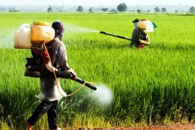 Intoxication aux pesticides organophosphorés, signes et traitement