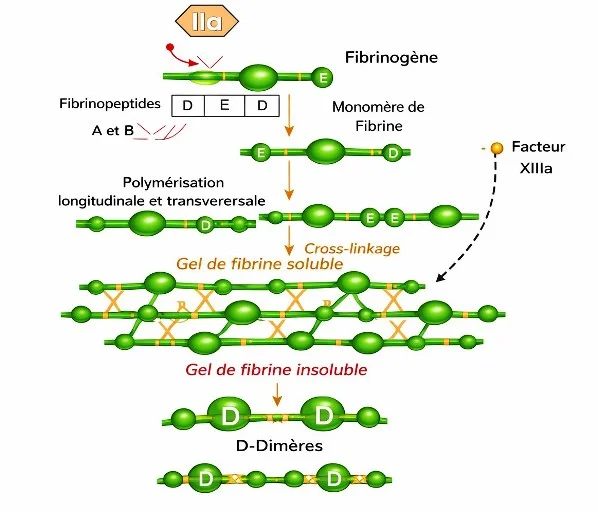 D-Dimères degradation du fibrine, biochimie