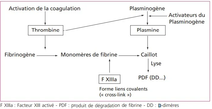 D-dimère synthèse par degradation de fibrine