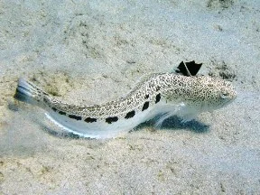 piqure par poisson vive, conduite à  tenir