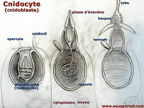 Tentacules de méduse et liberation des toxines