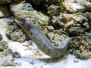 murène poisson venimeux et lésions dermiques