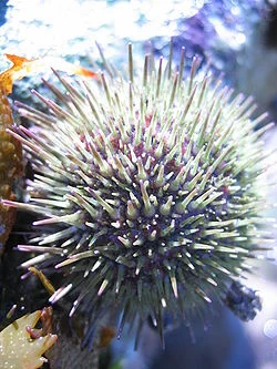 oursin de mer Piqûre par oursin de mer et réactions cutanées