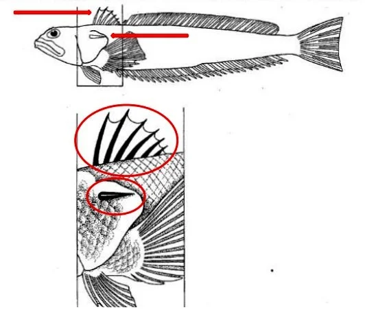 appareil venimeux du poisson vive
