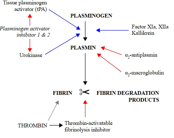 Mécanisme de la fibrinolyse action des fibrinolytiques