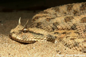 vipère à cornes (viperidae) vipcorne serpent venimeux