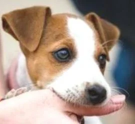 morsure de chien, rage