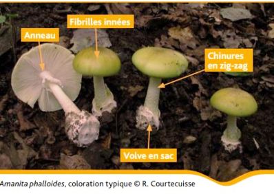 champignon amanite phalloide