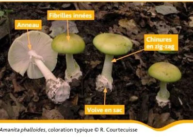 Champignons Reconnaitre les champignons toxiques