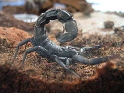 Scorpion envenimation, signes cliniques et conduite à tenir