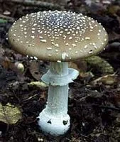 Champignon toxique amanite, signes cliniques et traitement