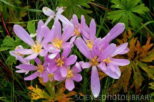 colchicine fleur de plante, intoxications au colchicine
