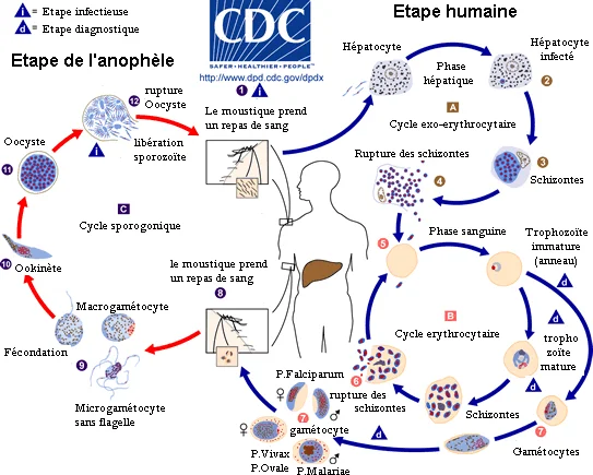 malaria