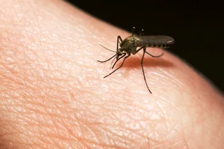 moustique malaria