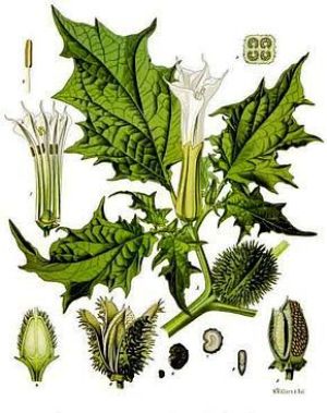 Datura intoxication