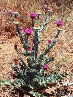 Chardon à glu plante toxique, signes cliniques