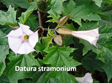 Datura plante toxique