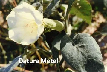 Datura plante toxique