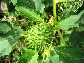Fruit de la plante datura, toxicologie