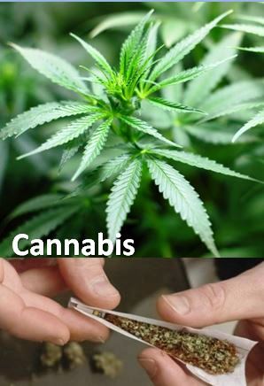 hachis ou cannabis