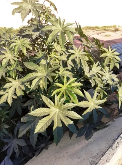 Recin commun plante toxique, signes cliniques