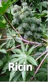 Fruit de la plante ricin, intoxications aigues
