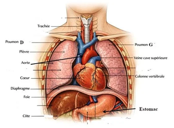 Anatomie du thorax Traumatisme du thorax, vue anatomique des viscères